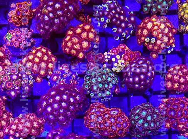 Vietnam Zoanthids