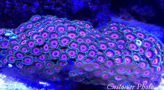 Vietnam Zoanthids