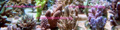 Vanuatu Acropora
