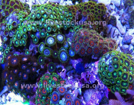 Vietnam Zoanthids