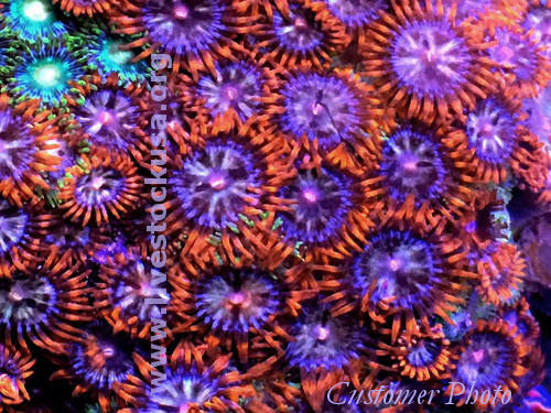 Vietnam Zoanthids