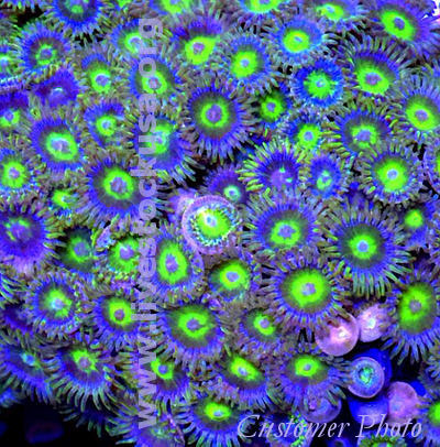 Vietnam Zoanthids