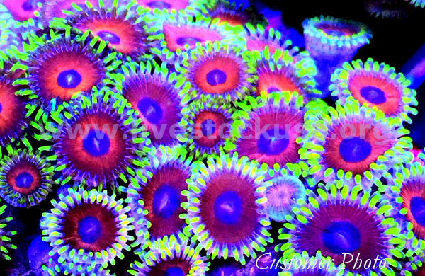 Vietnam Zoanthids