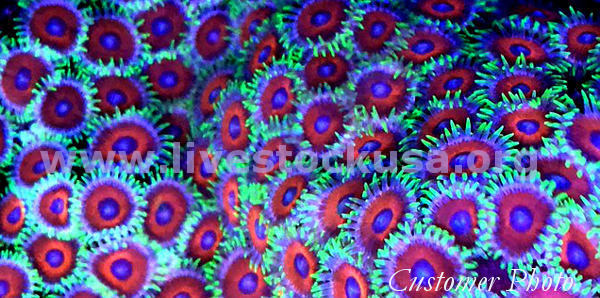 Vietnam Zoanthids