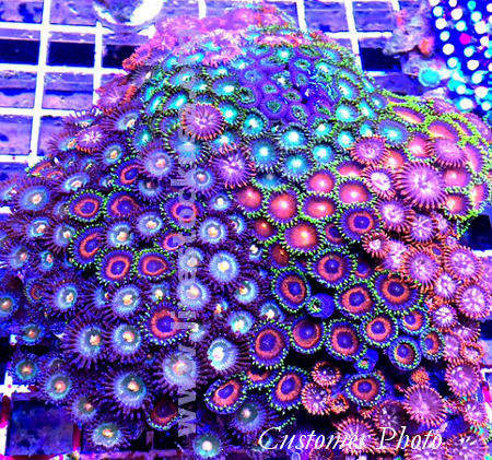 Vietnam Zoanthids