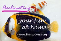 Acclimating Your Fish