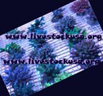 Acropora Frags & Individual Pieces