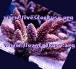Acropora Frags & Individual Pieces