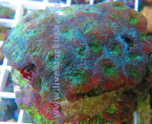 Acan