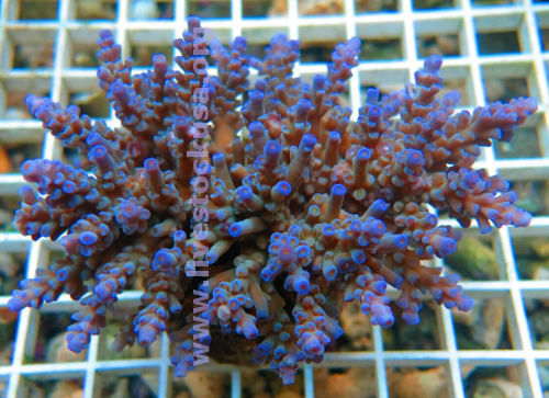 Acropora