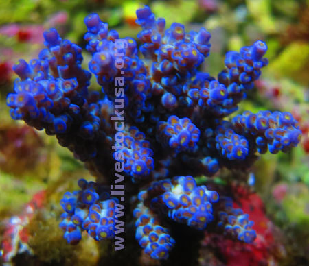 Acropora