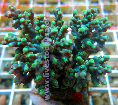 Acropora