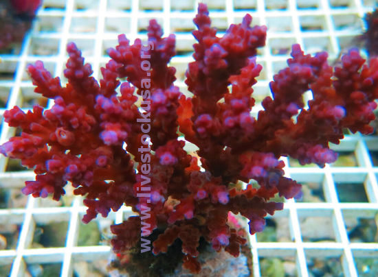 Acropora