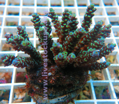 Acropora