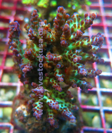 Acropora