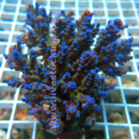 Acropora