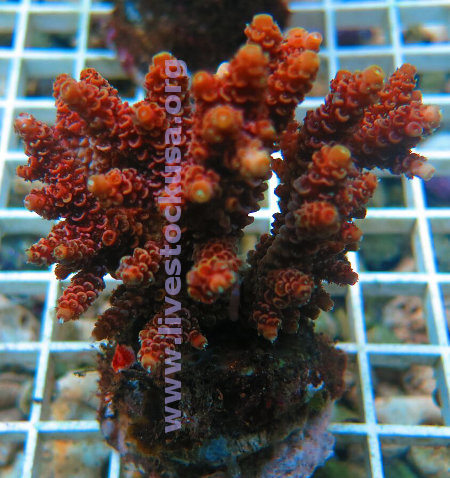 Acropora