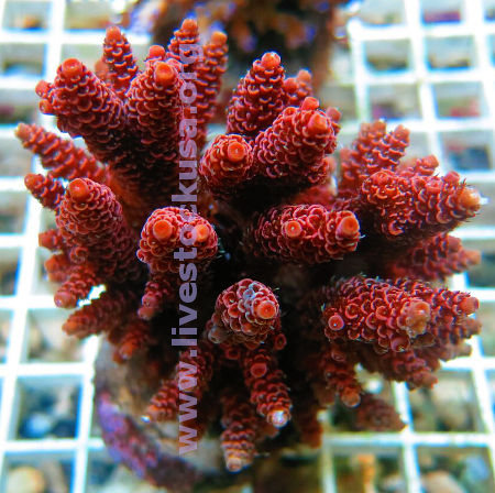 Acropora