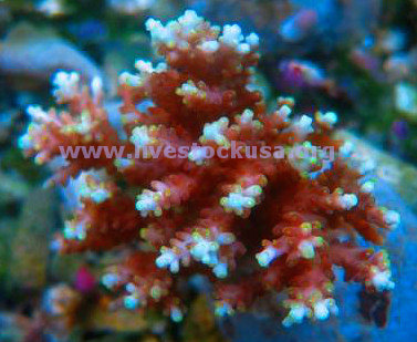 Ambon Acropora