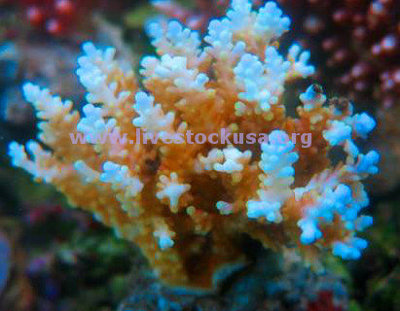 Acropora