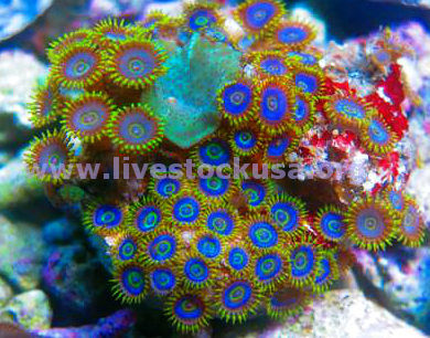 Zoanthids