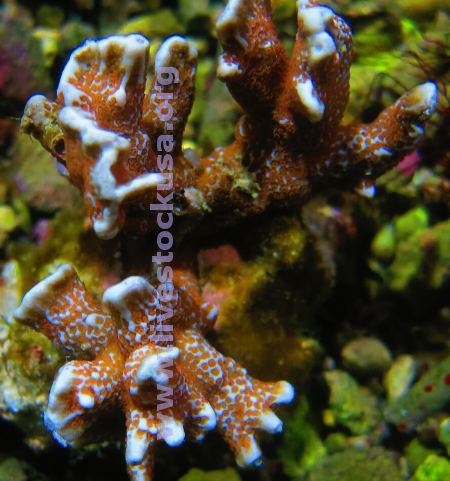 Montipora