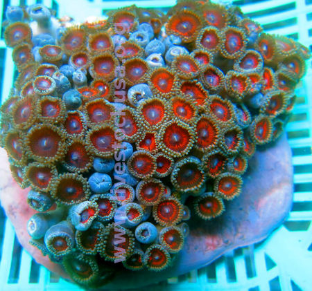 Zoanthids