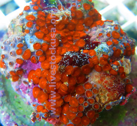 Zoanthids