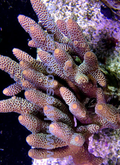 Australian Acropora