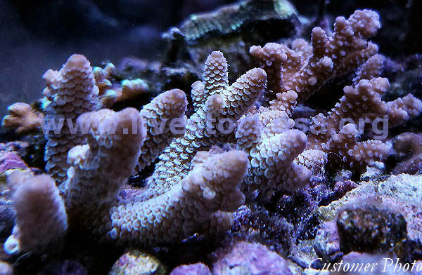 Australian Acropora