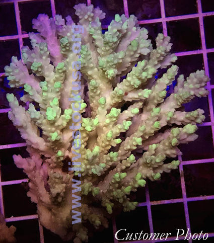 Australian Acropora