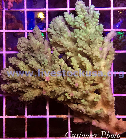 Australian Acropora