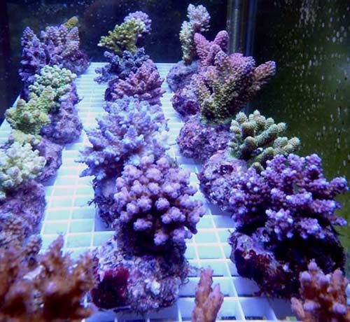 Bali Acropora