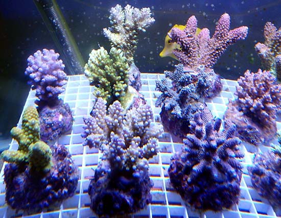 Bali Acropora