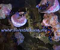 Blue-legged Hermit Crabs