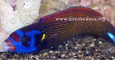 Blue Masked Wrasse