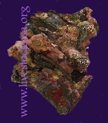Bali Blue Ridge Live Rock