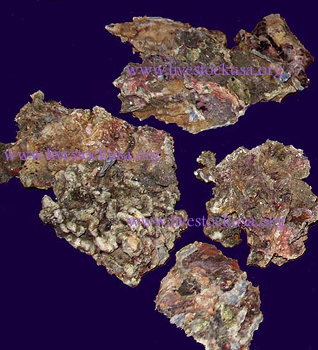 Bali Blue Ridge Live Rock