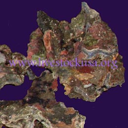 Bali Blue Ridge Live Rock