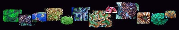 Assorted Coral Box-lots