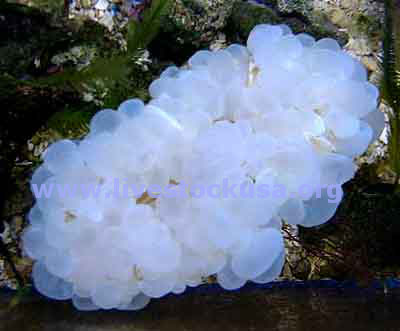 White Bubble Coral