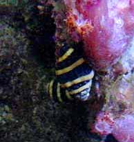 Bumblebee Snail