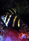 Bumblebee Snail