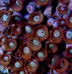 Button Polyps