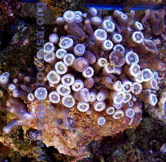 Polyps