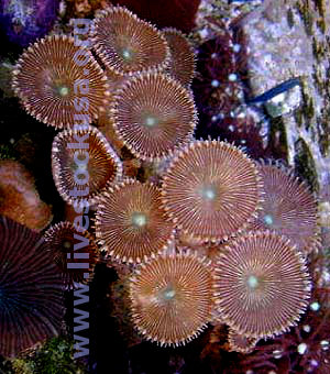 Button Polyps