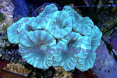 Caulastrea Coral