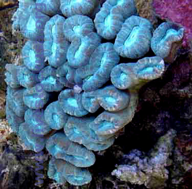 Caulastrea Coral