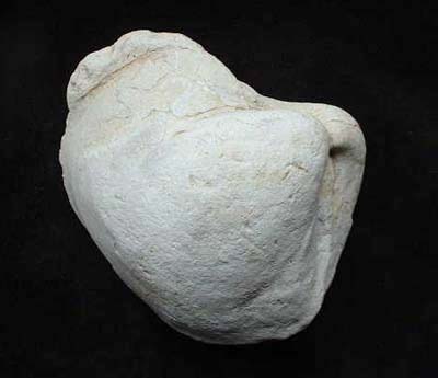 Fossil Clam