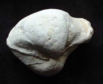 Fossil Clam